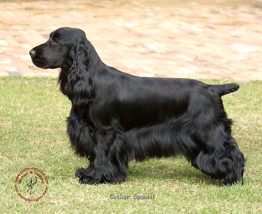 Cocker Spaniel 9P014D-013.JPG